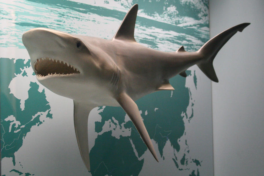Shark Stock