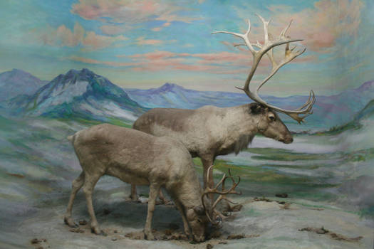 Caribou Stock