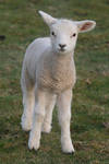 Lamb Stock 02