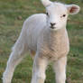 Lamb Stock 03