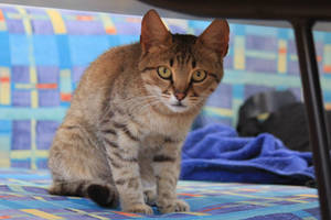 Cat Stock 12
