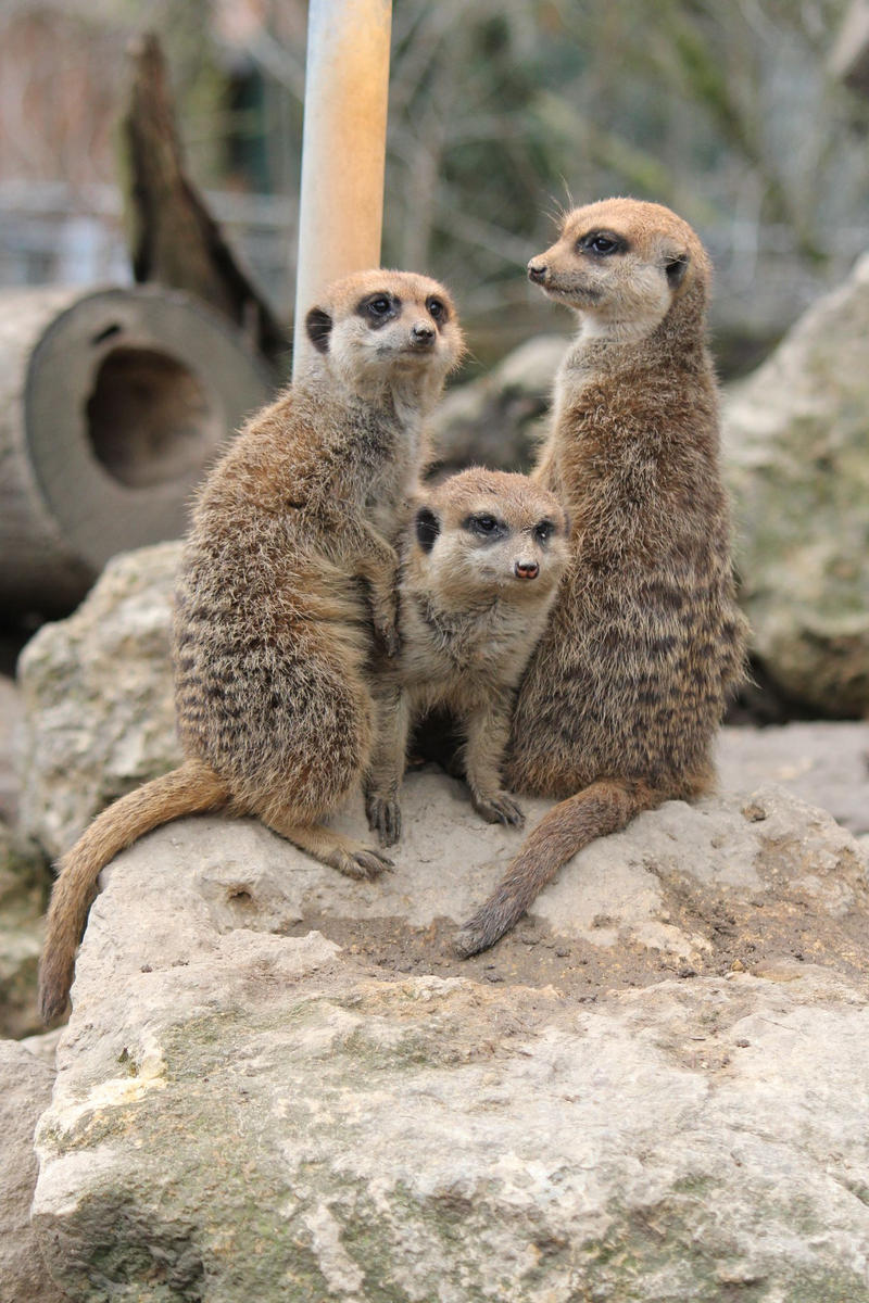 Meerkat Stock 02