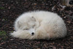 Arctic Fox Stock 02 by Malleni-Stock