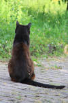 Cat Stock 35 by Malleni-Stock