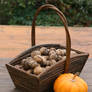 Autumn basket Stock 10