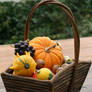 Autumn basket Stock 22