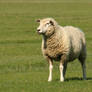 Sheep Stock 03