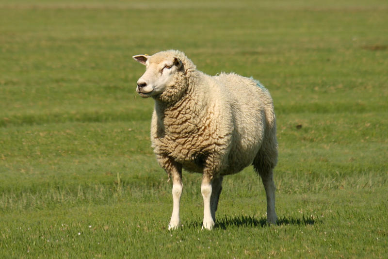 Sheep Stock 03