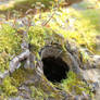 Mossy log Stock 01