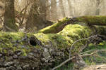 Mossy log Stock 05 by Malleni-Stock