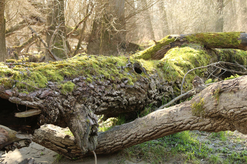 Mossy log Stock 04