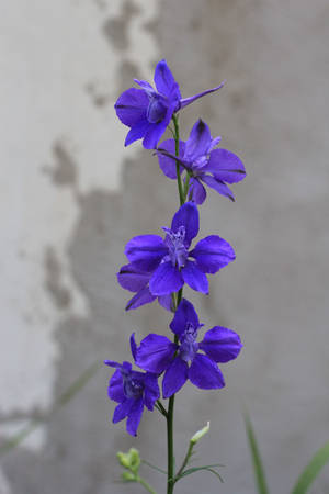 Flower Stock 01 by Malleni-Stock Flower Stock 01 by Malleni-Stock