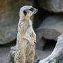 Meerkat Stock 08