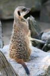 Meerkat Stock 06 by Malleni-Stock