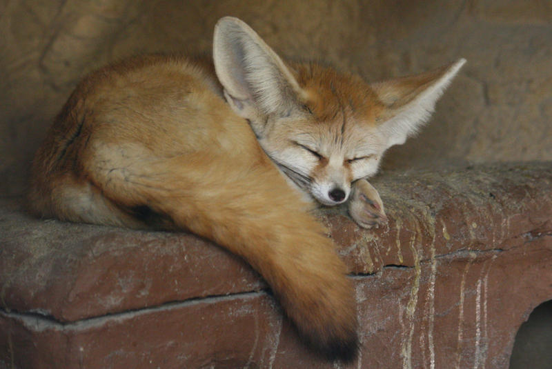 Fennec Stock 02 by Malleni-Stock Fennec Stock 02 by Malleni-Stock