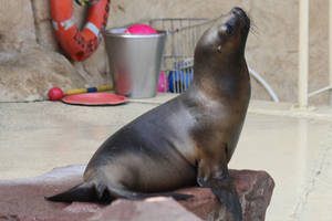 Sea lion Stock 02