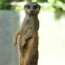 Meerkat Stock 11