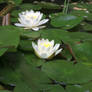 Water lily Stock 02