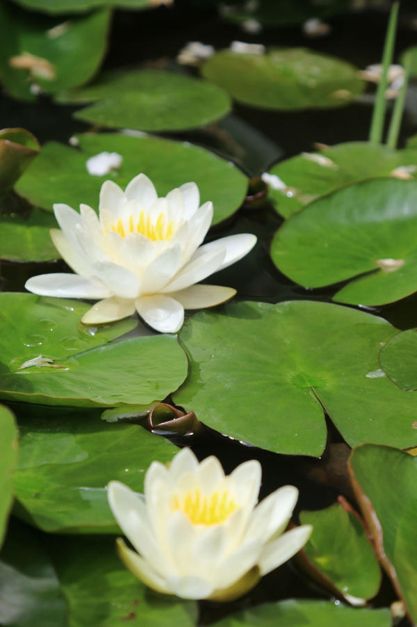 Water lily Stock 07