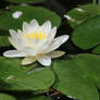 Water lily Stock 04