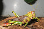 Grasshopper Stock 01 by Malleni-Stock