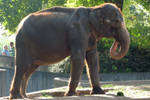 Elephant Stock 06