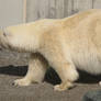 Polar bear Stock 1