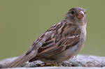 Bird Stock 070 by Malleni-Stock