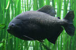 Fish Stock 03 by Malleni-Stock