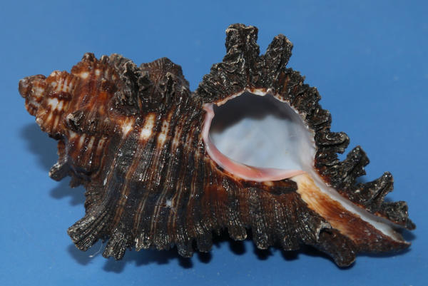 Sea shell Stock 041 by Malleni-Stock Sea shell Stock 041 by Malleni-Stock