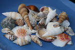 Sea shell Stock 046