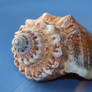 Sea shell Stock 042