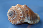 Sea shell Stock 042