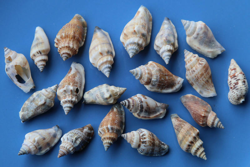 Sea shell Stock 047