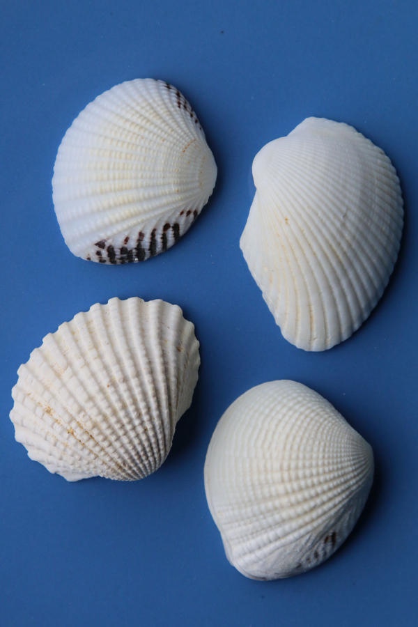 Sea shell Stock 049