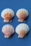 Sea shell Stock 052 by Malleni-Stock