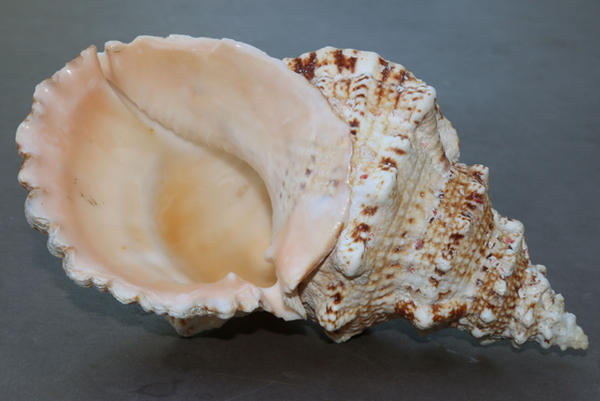 Sea shell Stock 072