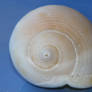 Sea shell Stock 067