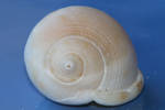 Sea shell Stock 067
