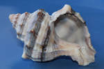 Sea shell Stock 061
