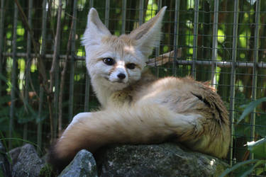 Fennec Stock 03