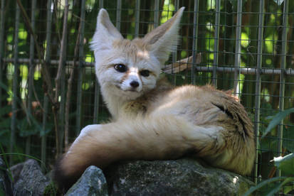 Fennec Stock 03