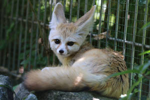 Fennec Stock 18