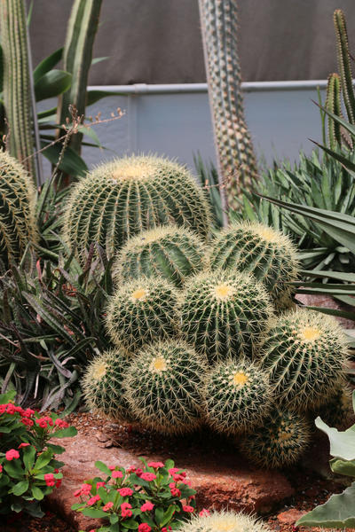 Cactus Stock 08