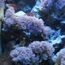 Aquarium Stock 39