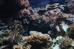 Aquarium Stock 44 by Malleni-Stock