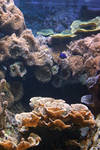 Aquarium Stock 50 by Malleni-Stock