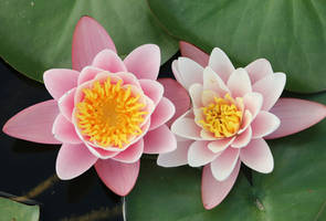 Water lily Stock 24