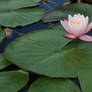 Water lily Stock 15