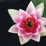 Water lily Stock 26